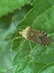 Anasa repetita