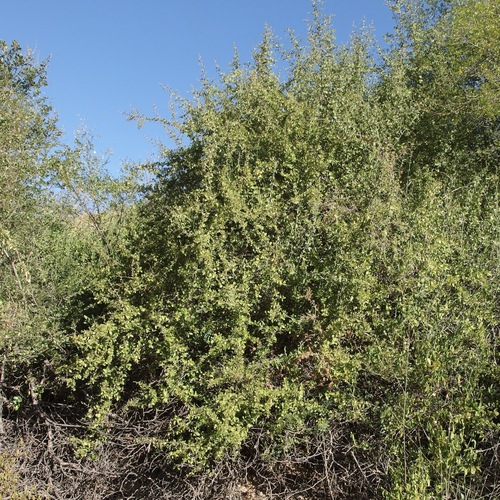 Image of Colubrina californica by (c) Sue Carnahan, some rights reserved (CC BY)
