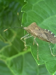 Anasa repetita