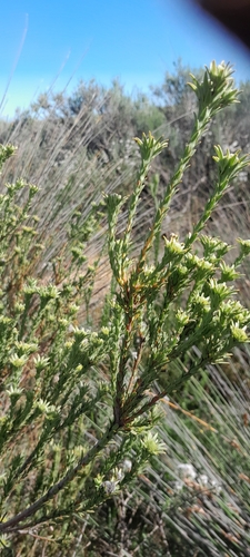Leucadendron stellare, photograph 2