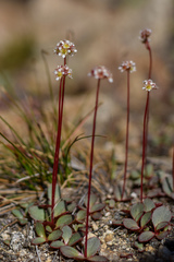 Micranthes aprica