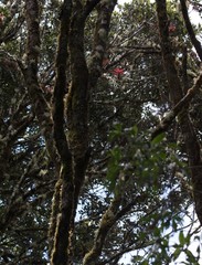 Quercus costaricensis