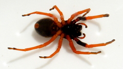 Trachelopachys gracilis