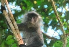 Annamese Langur photo 2