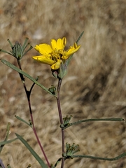 Calycadenia truncata