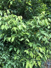 Phyllanthus cuscutiflorus