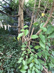 Phyllanthus cuscutiflorus