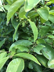 Phyllanthus cuscutiflorus