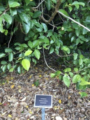 Phyllanthus cuscutiflorus