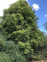 Phyllanthus cuscutiflorus