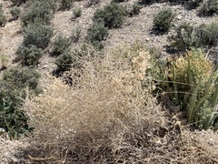 Scutellaria mexicana