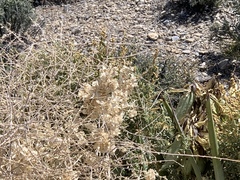 Scutellaria mexicana