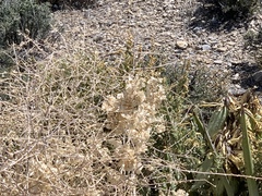 Scutellaria mexicana
