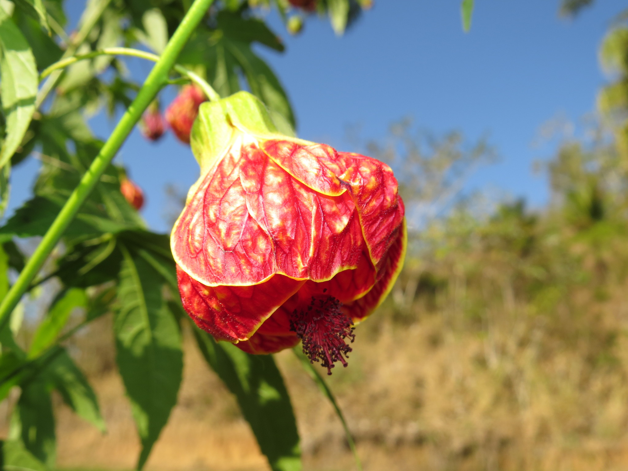 Callianthe picta