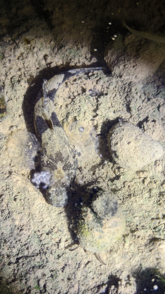Chinese sleeper (Odontobutis sinensis) — Odontobutidae