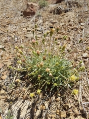 Chaenactis santolinoides