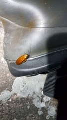 Ectobius lapponicus