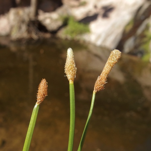 mountain spikerush (Eleocharis montana)