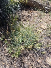 Chaenactis santolinoides