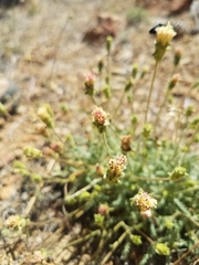 Chaenactis santolinoides