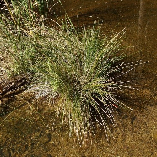 Image of Eleocharis montana by (c) Sue Carnahan, some rights reserved (CC BY)