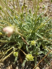 Chaenactis santolinoides