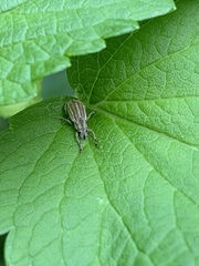 Aphrastus taeniatus