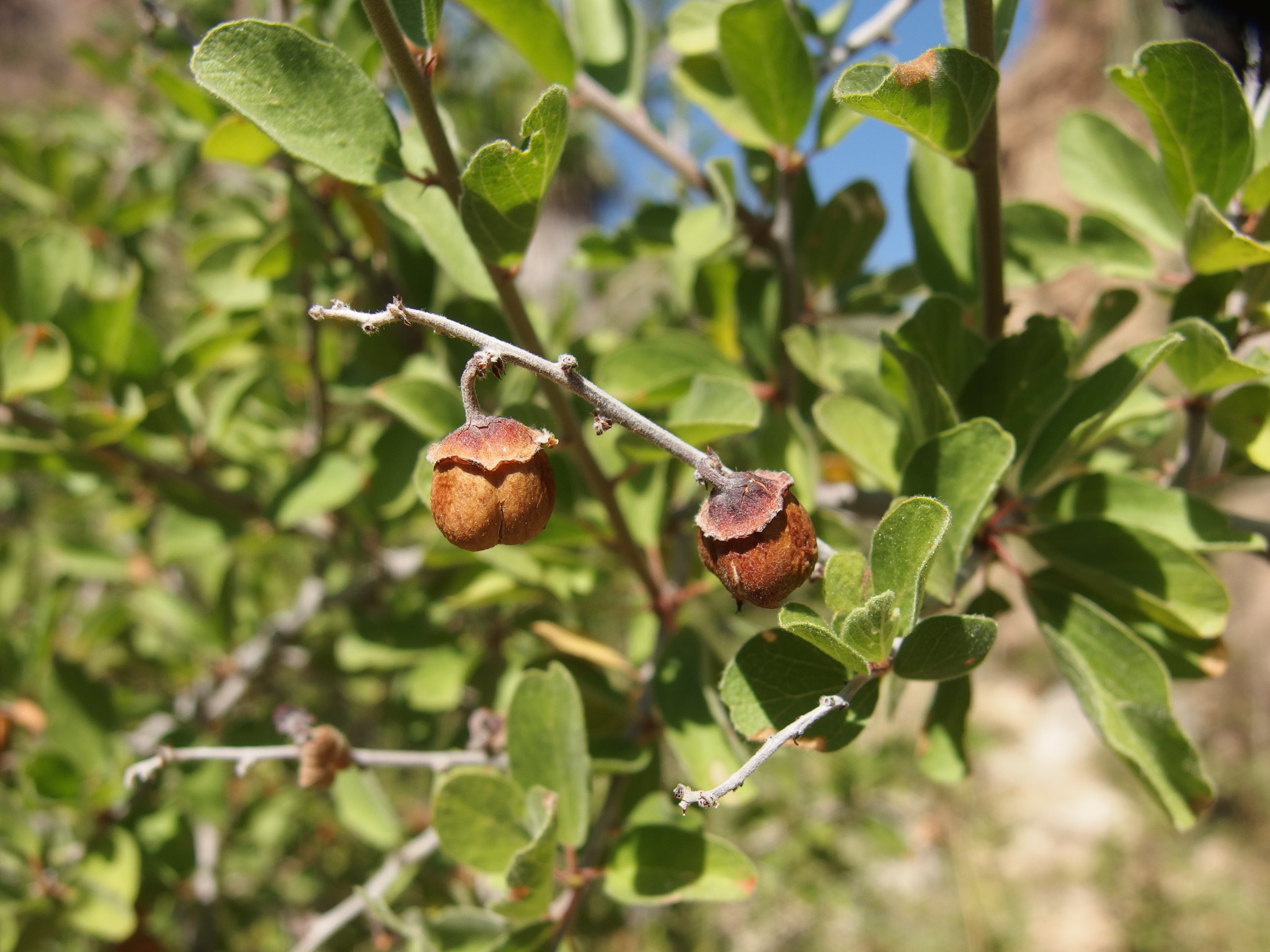 Las Animas Colubrina (Colubrina californica)