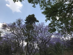 Jacaranda