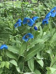 Meconopsis