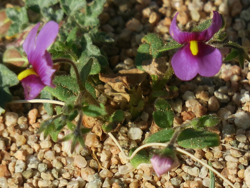 Nemesia violiflora