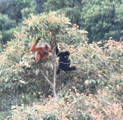 Northern Yellow-Cheeked Crested Gibbon photo 4