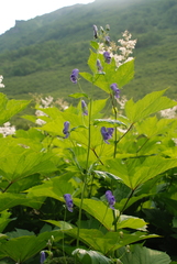 Aconitum fischeri