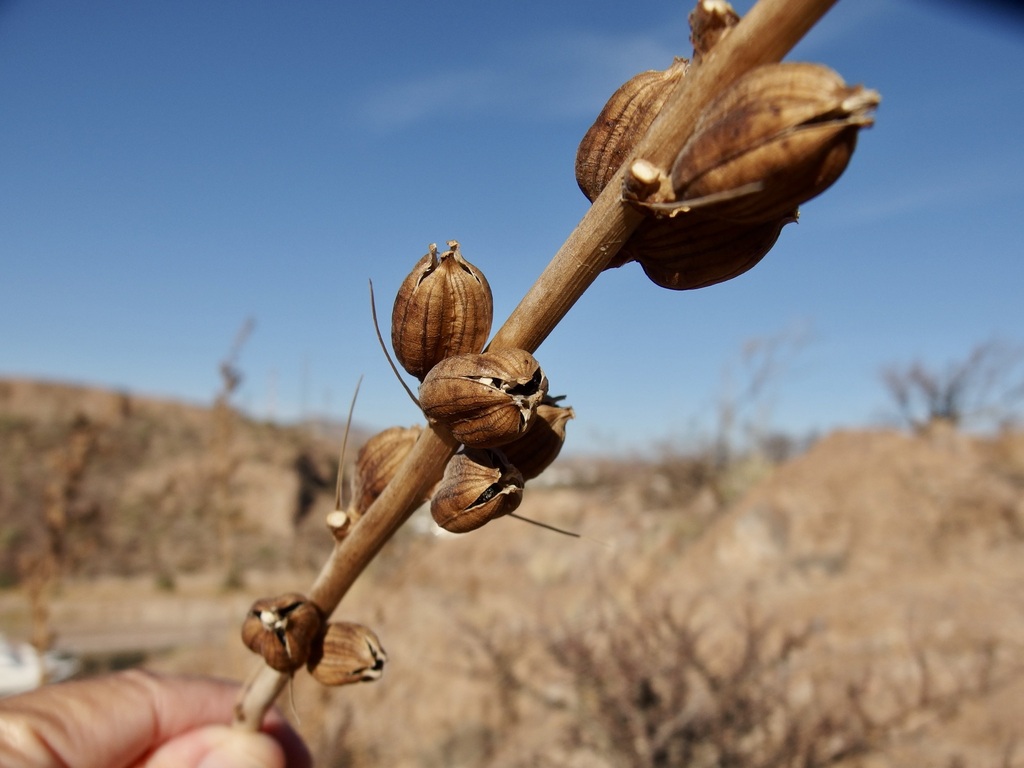 Agave felgeri Gentry 2