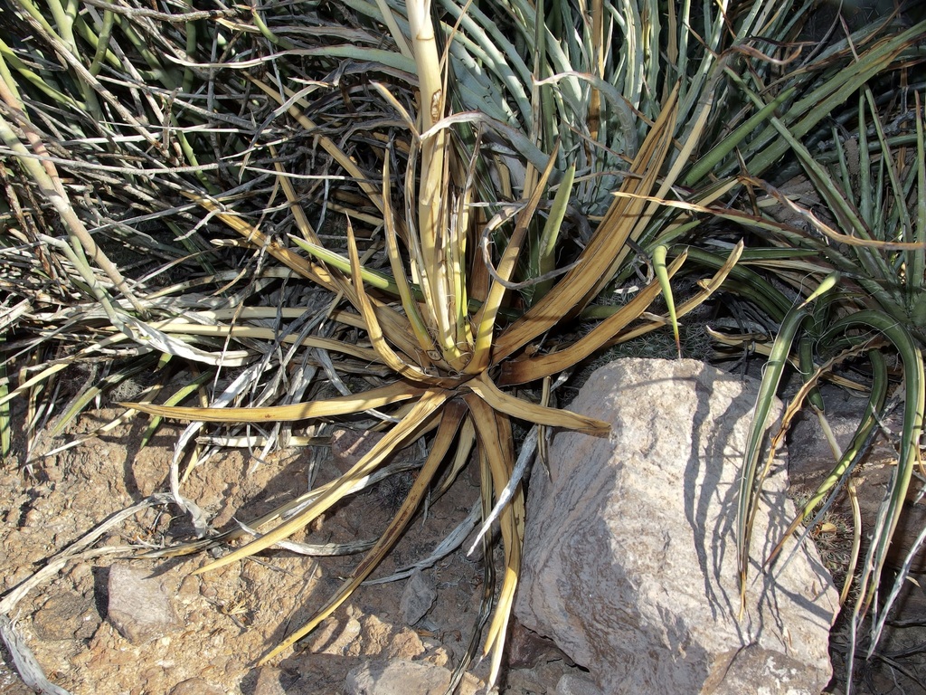 Agave felgeri Gentry