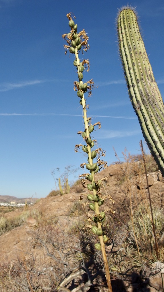 Agave felgeri Gentry 3