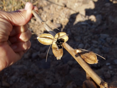 Agave felgeri