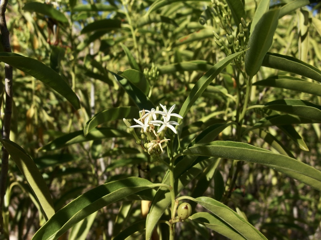 Vallesia laciniata; photograph (c) Sue Carnahan, some rights reserved (CC BY)