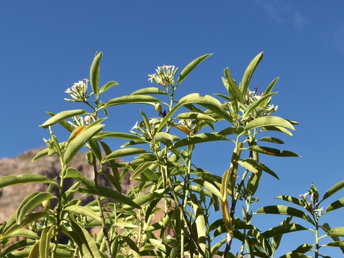 Vallesia laciniata, photograph 3