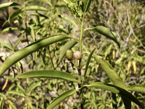 Vallesia laciniata, photograph 4