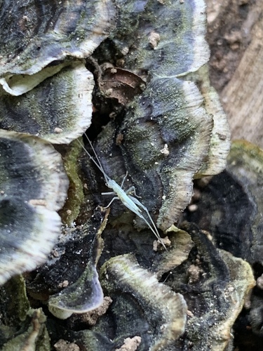 Narrow-winged Tree Cricket