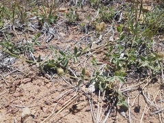 Monardella australis