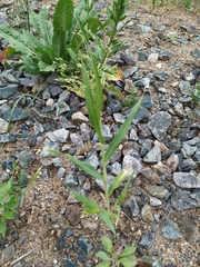 Panicum miliaceum ruderale