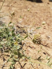 Monardella australis