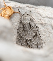 Acronicta spinigera