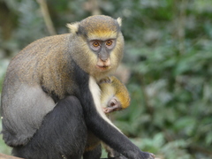 Lowe's Monkey photo 1