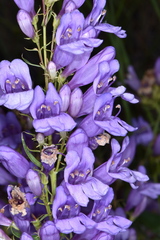 Penstemon venustus