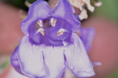 Penstemon venustus