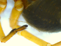 Trachelopachys gracilis