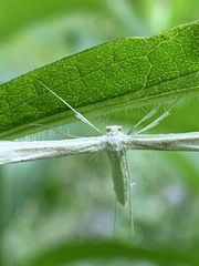 Plain, Elliott's, and Habeck's Plume Moths
